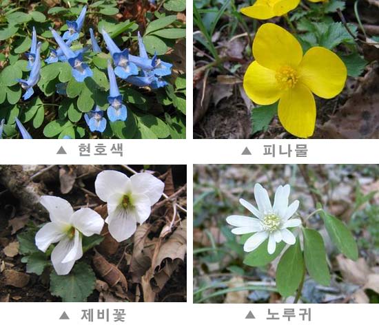 flower.JPG