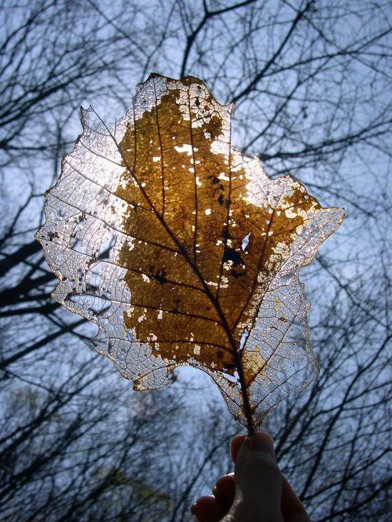 see_into_leaf_L.jpg