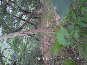 SAM_1247