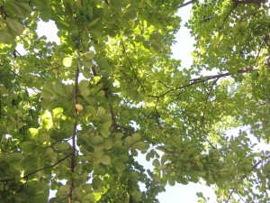DSCN1343