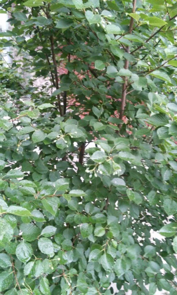 [24절기] 곡우에서  대서까지…
