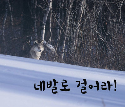 [녹색교육센터] 최현명 선생님과 함께하는 야생동물 집중강좌 “네발로 걸어라!” 참가자 모집