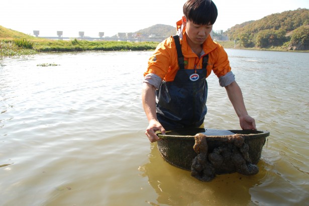 2014년 공주보 상류 수상공연장 바닥에 있었던 고무대야에 붙어 있는 큰빗이끼벌레