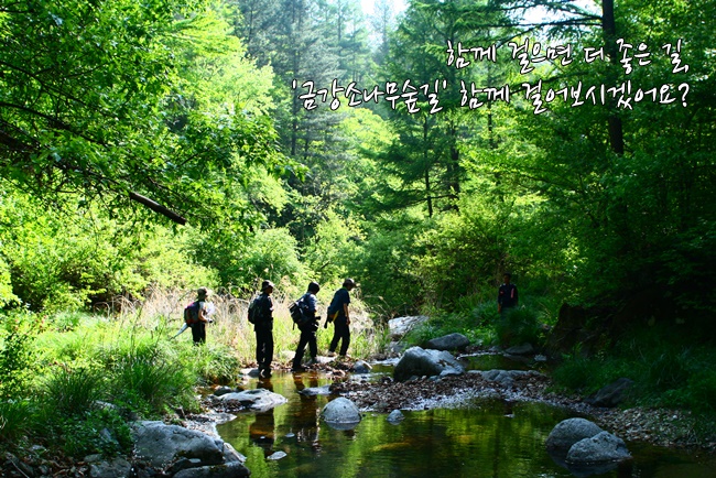 [신청] 9.3-4, 금강소나무숲길 함께 걸어요~