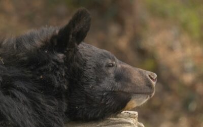[모집] <야생동물통제구역> 공동체상영 열어줄 분을 찾습니다! (~3/2)