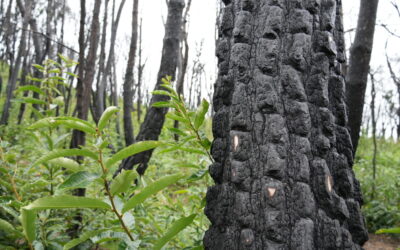 [후기] 산불은 지구의 문제가 아니라 인간의 문제였다.